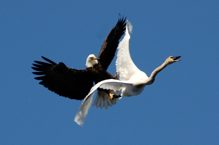 Один из немногих моментов, когда трубач оказался в опасности.