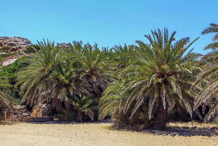   (Phoenix dactylifera).