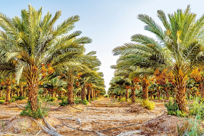   (Phoenix dactylifera).