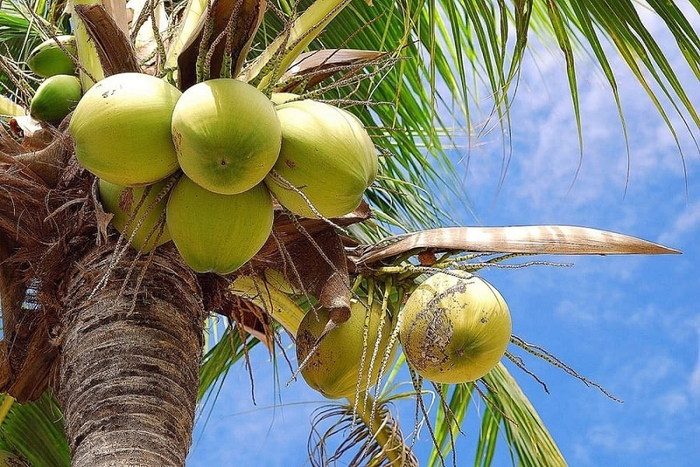   (Cocos nucifera).