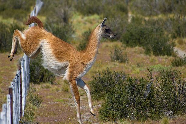 Гуанако способны развивать скорость до 56 км/ч. И это по пересеченной местности!