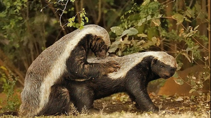 Кусь за любимую ляжку — это святое вне зависимости от вида!