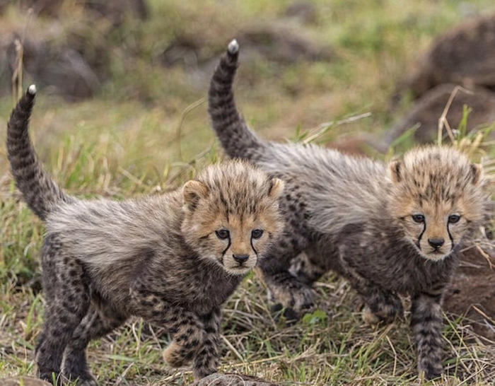 Такие Медоеды могут только милотой убить!