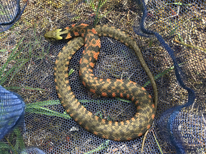 Тигровый уж приходится обыкновенному ужу двоюродным братом. Оба относятся к семейству ужеобразных, но принадлежат к разным родам.