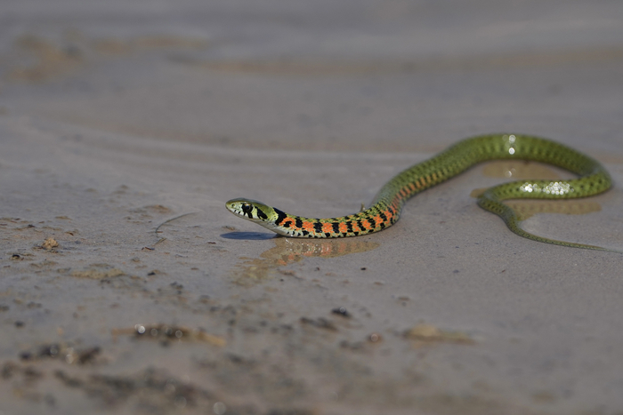 Эй, ты что, нюх потерял? Нет? Ну так сейчас потеряешь!