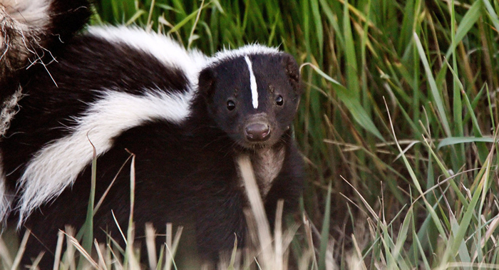 Не беспокойте этого господина.