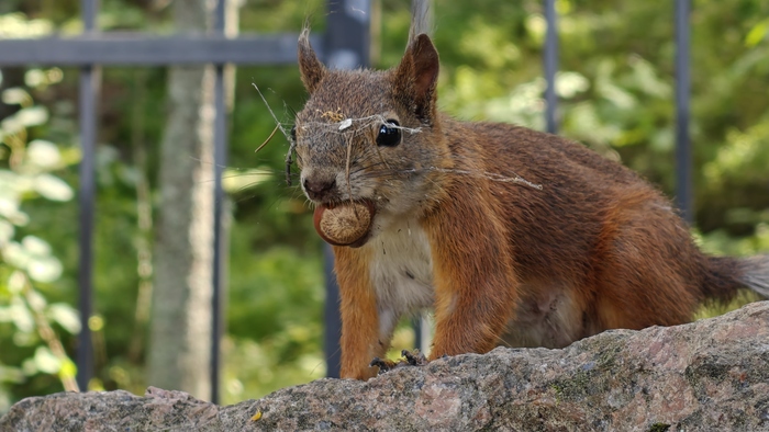 Белка немножко запылилась :)