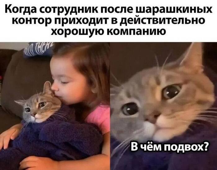   ? ,   , , , , Telegram ()