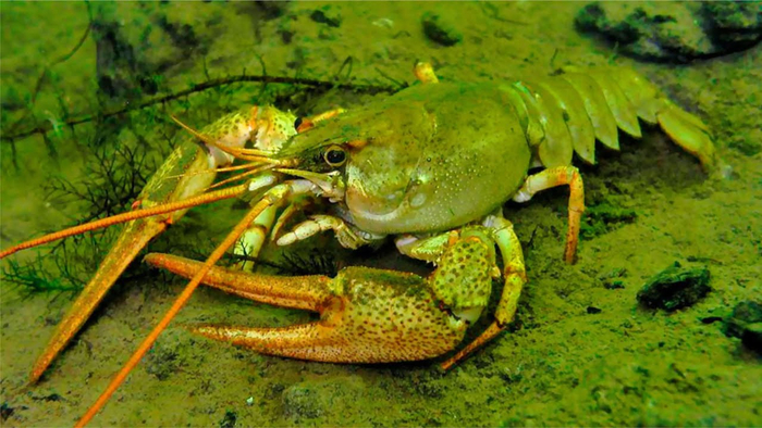А вот его братец, узкопалый речной рак, чувствует себя хорошо, хоть и попал в Красную Книгу нескольких российских регионов.
