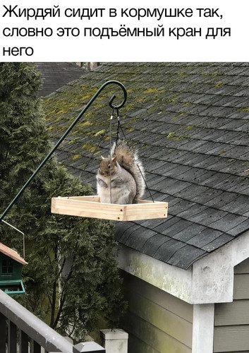 Мем про белок