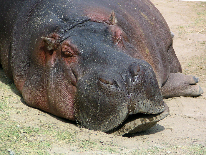 Бегемот спокоен? Эта иллюзия — его главное тактическое преимущество. Гиппопотам может находиться в состоянии полной неподвижности, а через секунду атаковать. Нет никакого переходного периода и никакой смены настроения.