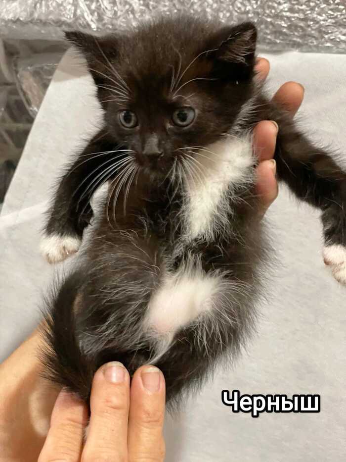        , , ,  ,   , 