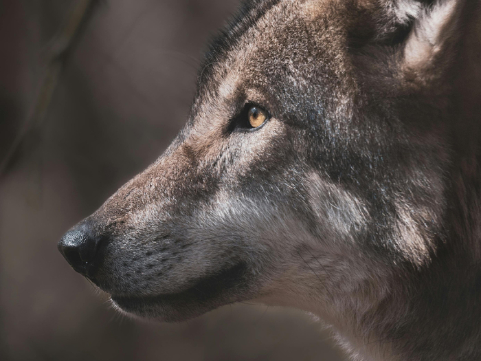 Кормишь, поишь, а он, окаянный, сами знаете куда смотрит!