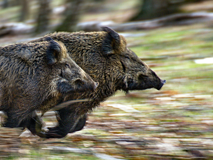 Посторонние запахи настораживают. Тревожные звуки заставляют напрячься. А несанкционированные движения оборачиваются впрыском адреналина и бегством. Или нападением.