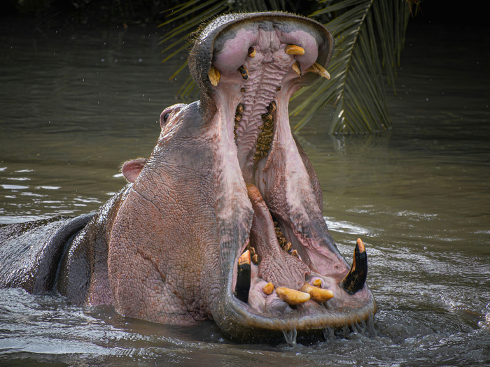 Таким незамысловатым образом бегемоты демонстрируют количество колюще-режущих предметов и предлагают супостатам ретироваться. Пока не поздно.