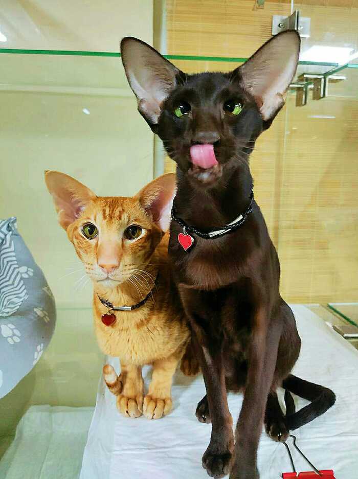 �� ������ ������� ����� ����� � ����-���������. ��� �� ��������� ������ (� ���������), ������, ������ ����, ������� �����, ������ � ������ ������� ������ � ���� �� ����. �������� �������, �� ������ ����� ������� ���������. ��� ������� �� � ������� ����.