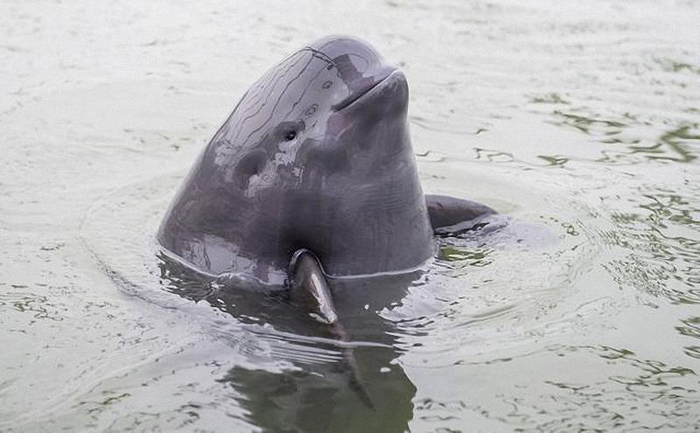 Этот речной поросенок точно побывал на каникулах у бабушки!