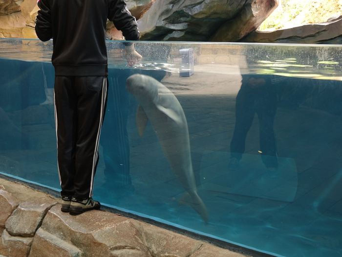 Контакт земной и подводной цивилизации. Фото в цвете.