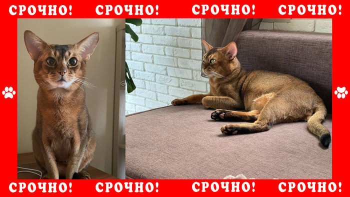 Горная Пиренейская собака пропала в Истринском районе