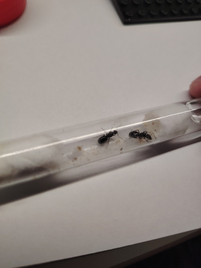Formica Fusca , , , 