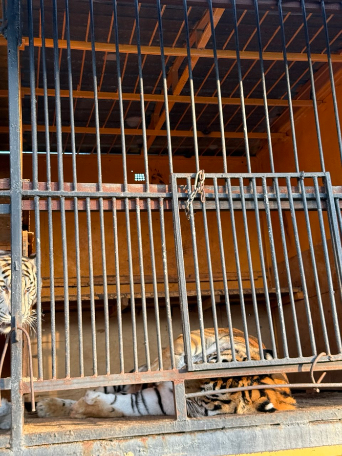Тигры живут втроем в небольшой клетке. Два белых и один амурский тигр. Им там даже подвигаться негде. Под решетку дети могут засунуть руки.