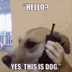 YesThisIsDog