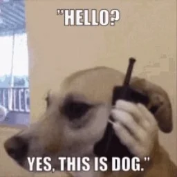 YesThisIsDog
