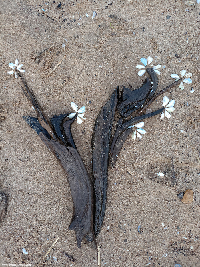 Берег Рыбинского моря