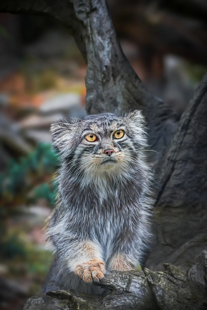 Желтоглазик