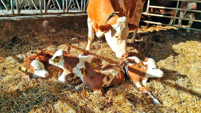 В очень редких случаях корова приносит до четырех телят.