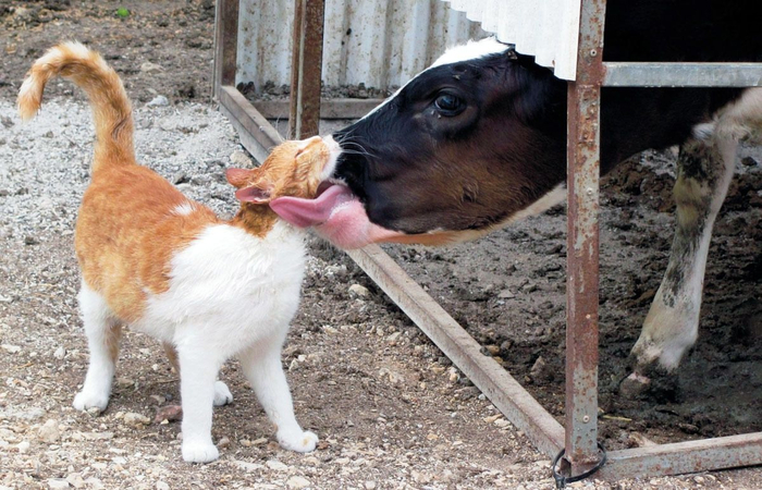 Тест на знание названий коров пройден. Награда: телячьи нежности.