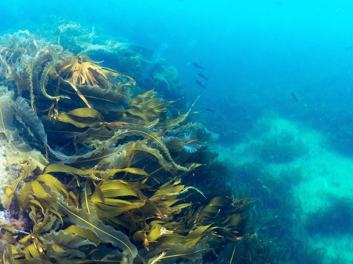Бурые водоросли.