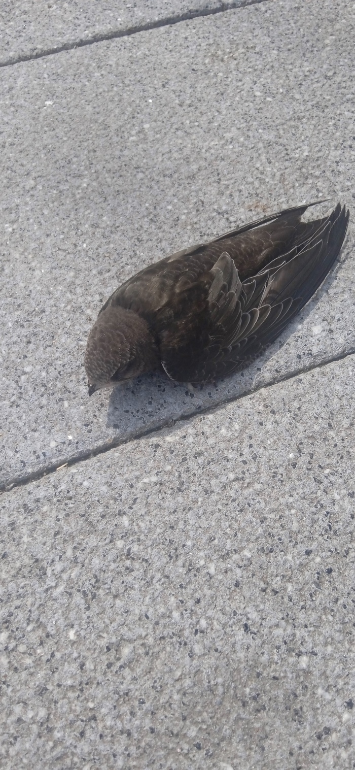 Спасите стрижа!!