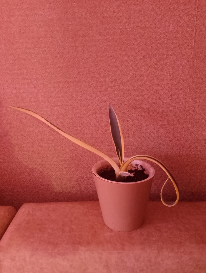 Кажется мой алоэ нацист или ловит попутку