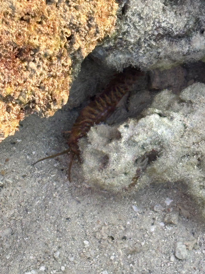 Прокрался в аквариум и сидит довольный. И сытый.