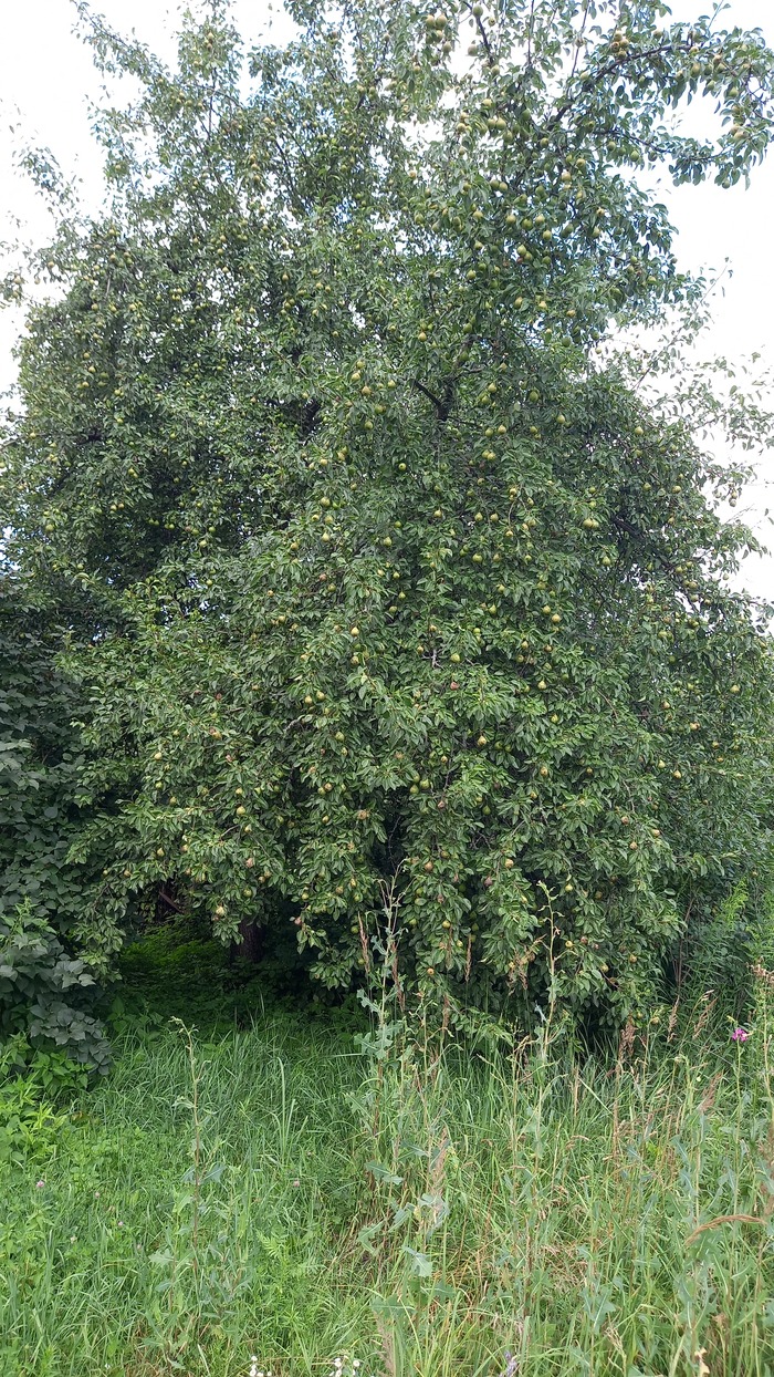 Захотели стать дачниками. Может стареем?) Дача, Делюсь радостью, Мечта, Длиннопост