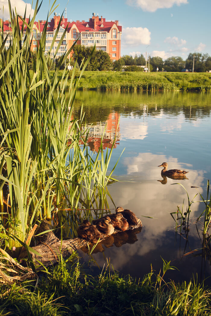 ����� ����