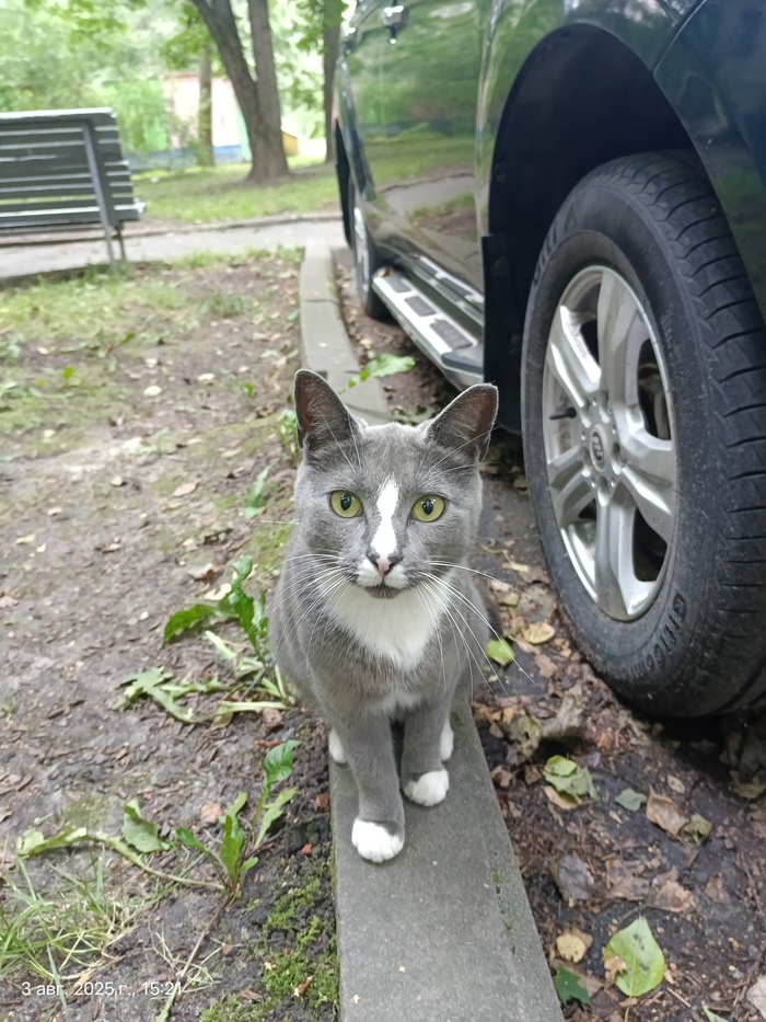 Кот с писюном на морде