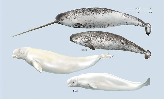 Что за мини-киты заплывают в русло Дона. Их регулярно видят в Ростове Дон, Река, Животные, Дикие животные, Водоем, Морская свинка, Яндекс Дзен, Яндекс Дзен (ссылка), Длиннопост Что за мини-киты заплывают в русло Дона. Их регулярно видят в Ростове Дон, Река, Животные, Дикие животные, Водоем, Морская свинка, Яндекс Дзен, Яндекс Дзен (ссылка), Длиннопост