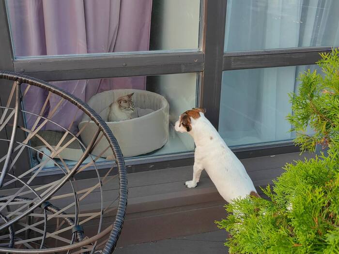 Мальвина пока не нуждается в друзьях, да ещё и тявкающих