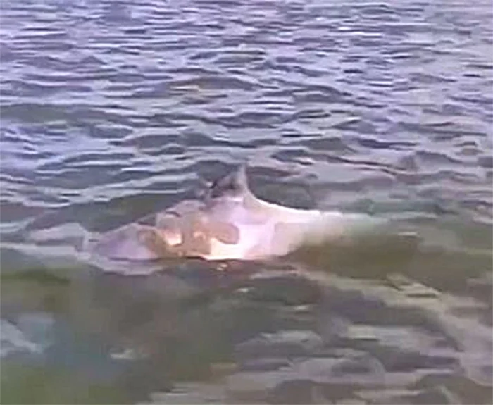 Что за мини-киты заплывают в русло Дона. Их регулярно видят в Ростове Дон, Река, Животные, Дикие животные, Водоем, Морская свинка, Яндекс Дзен, Яндекс Дзен (ссылка), Длиннопост Что за мини-киты заплывают в русло Дона. Их регулярно видят в Ростове Дон, Река, Животные, Дикие животные, Водоем, Морская свинка, Яндекс Дзен, Яндекс Дзен (ссылка), Длиннопост