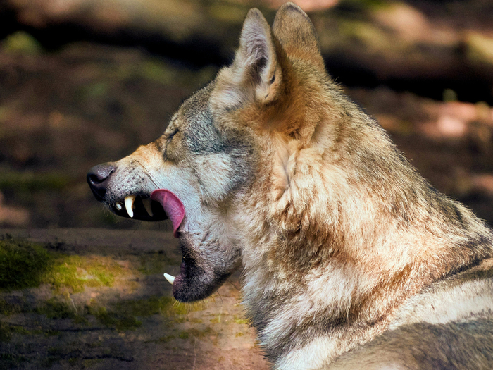 Зачем гоняться за Сохатым, если можно без боя завладеть готовым «стейком»? Бескормица затянулась? Серый перейдёт на ягоды и корешки! Волк с удовольствием угостится и диким яблоком, и грушей, и даже арбузом.