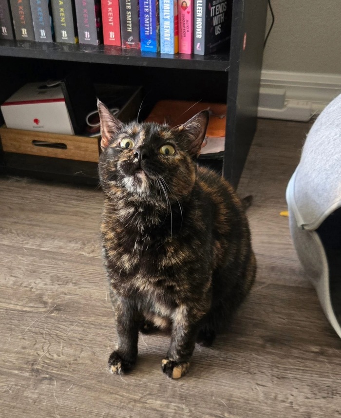 Хитрая мордашка