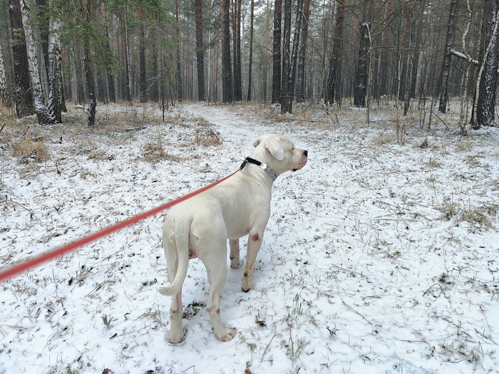 Полтора года