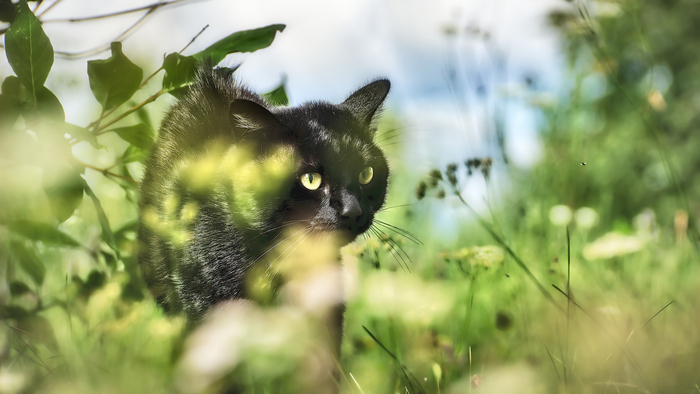 Летняя фоточка