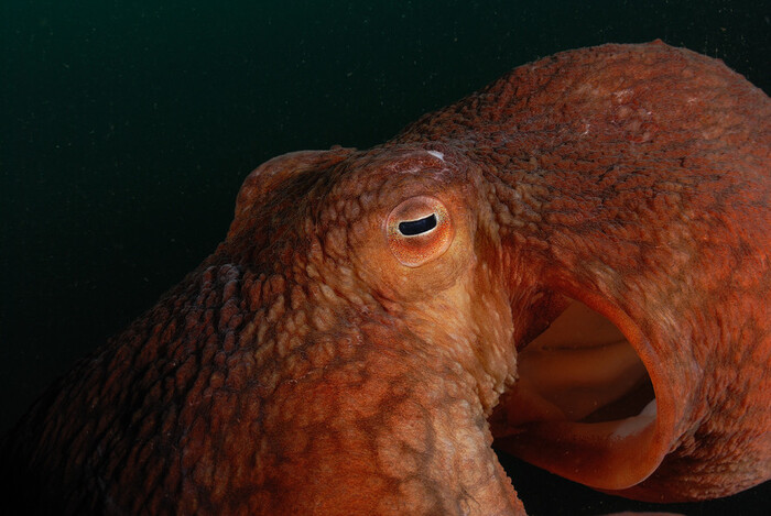 �������� �������������:  ������������ ����� �� ����������