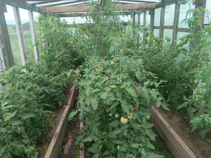 Помидорки растут в самодельных теплицах из старых оконных рам.