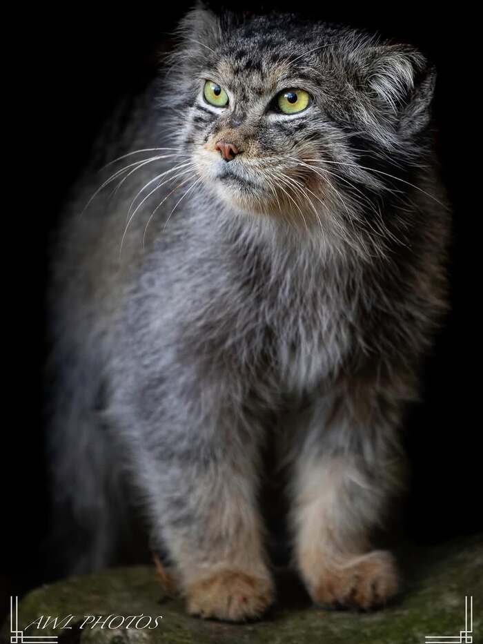 Серьезный котик. Опасный котик