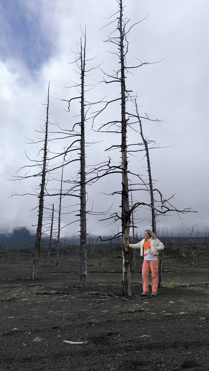На рекламных фото лес показывают именно так, хотя он и зарастает зеленью.