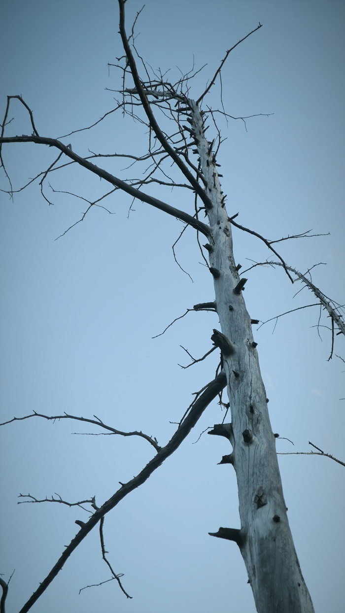 Деревья постепенно разрушаются.